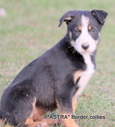 Tricolour female, Smooth to medium coat, border collie puppy